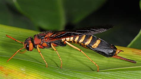 Pigeon Tremex Horntail Tremex Columba This Is A Horntail Flickr