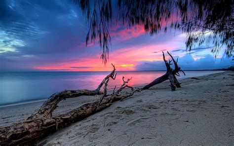 Pink Sunset Calm Sea Sandy Beach Dry Tree Reflection