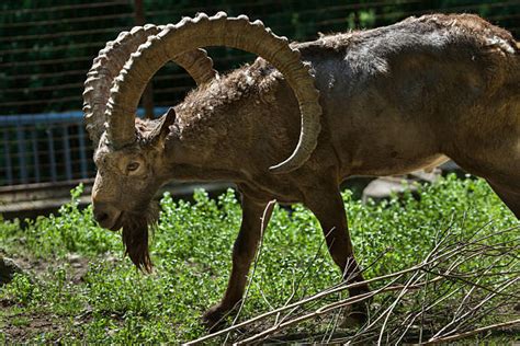 Siberian Ibex Banco De Fotos E Imágenes De Stock Istock