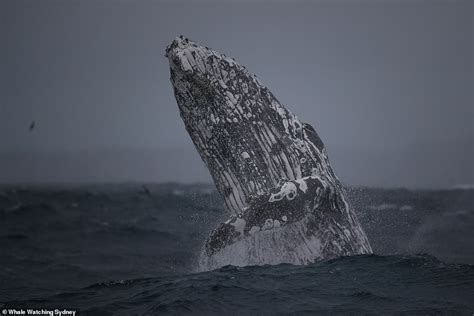 Incredible Footage Shows Massive Humpback Whale Breaching Out Of The