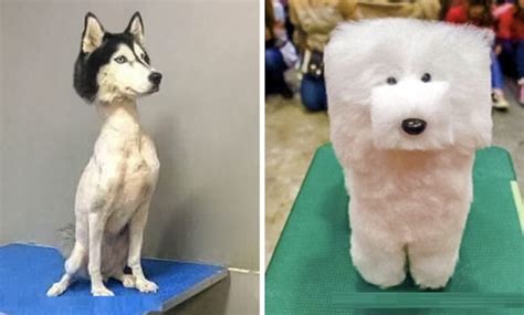 17 Times Pet Haircuts Went So Wrong Its Hilarious Lolitopia