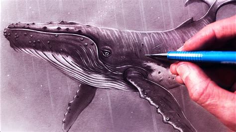Humpback whale belongs to the baleen whale. How to Draw a Humpback Whale - YouTube