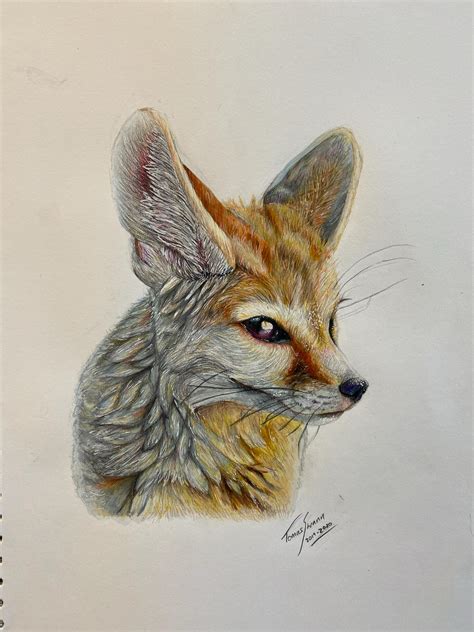 Drawing Of A Fennec Fox Rdrawing