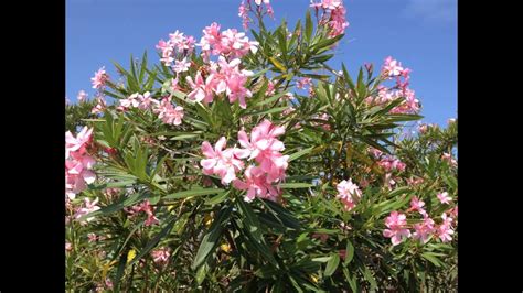 Oleander Oleander Kaufen Bei Obi Learn About The Potential Benefits