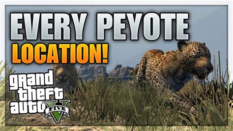 Well with the latest update you can now be any animal in th. GTA 5 - EVERY Peyote Location On GTA 5 - All 27 Peyote ...