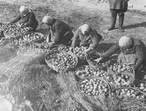 Soviet Farm Women With The Tomato Harvest 1920s Thewaywewere