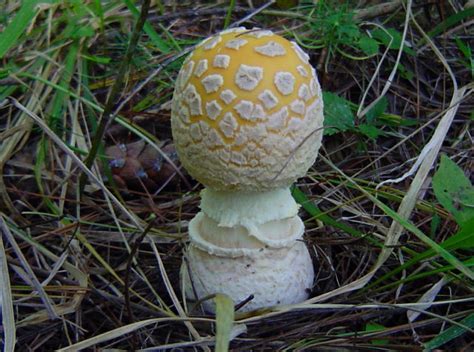 Amanita Muscaria Var Formosa At Indiana Mushrooms