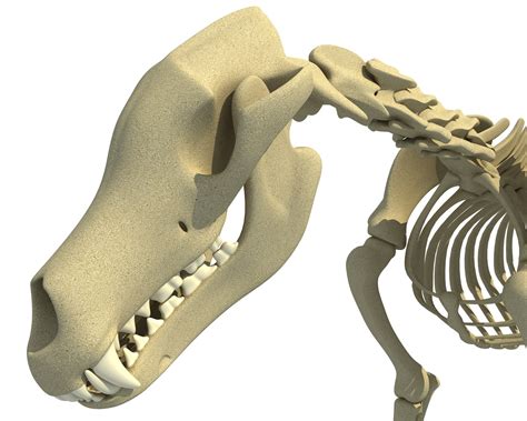 Wolf Skeleton Animal 3d Model