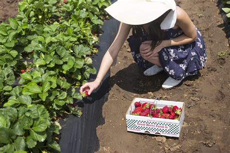 Strawberry Picking At Sweet Berry Farm - A Taste of Koko
