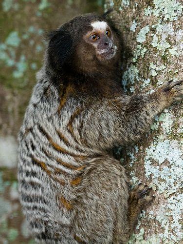 It usually has a brown or black head and its limbs and upper. Black-tufted marmoset (Callithrix penicillata),Sagui-de ...