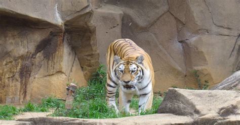 5 Largest Zoos In The United States Cbs New York