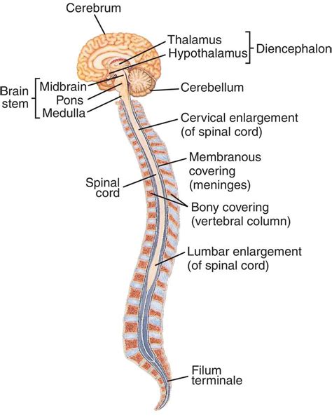 Central Nervous System Diagram Chart Nervous System Structure Images