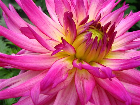 Fileunidentified Pink Flower Closeup 2048px Wikimedia Commons