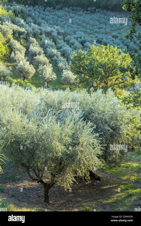 Rows Of Olive Trees In Olive Grove Shot In Bright Evening Light Near