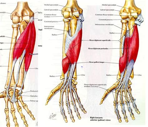 Name Of Muscles In Arm Muscles Of Arm Anterior Deep Certain Daily