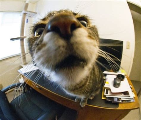 18 Curious Cats Hilariously Bumping Into Cameras Curious Cat Cats
