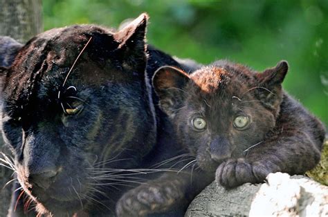 World Images Gallery Black Panther