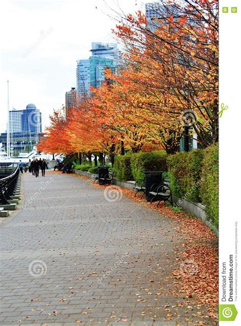 Fall Color Autumn Leaves In Coal Harbour Downtown Vancouver British