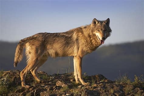 Полевой волк красивые фото и картинки — Каталог Фото