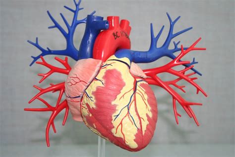 3d打印在心脏模型中的有效性 Aau3d打印