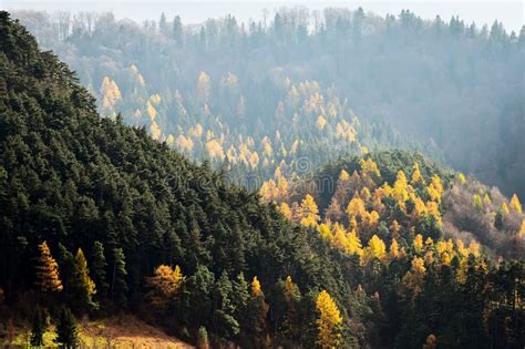 Larch Trees And Pine Trees In Autumn Season Stock Image Image Of