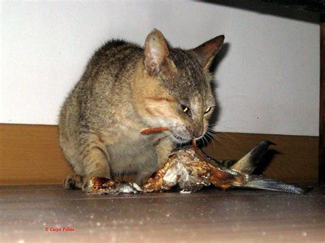 All orders are custom made and most ship worldwide within 24 hours. cat eating fish scraps | The resort had some related cats ...