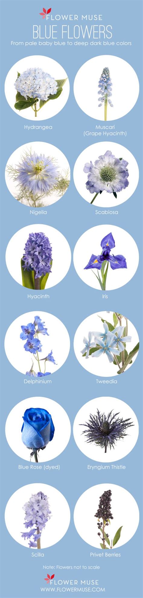 Pictures Of Blue Flowers And Their Names Picturemeta