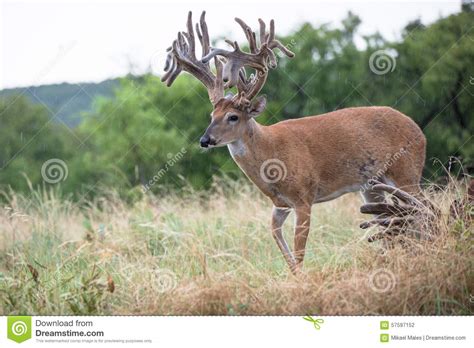 Non Typical Whitetail Buck With Numerous Points Stock