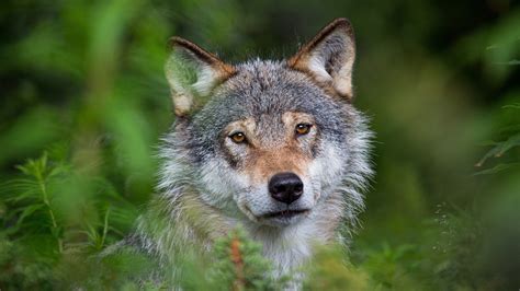 Animal Wolf 4k Hd Animals Wallpapers Hd Wallpapers Id