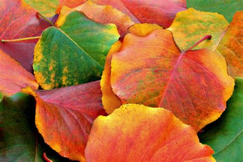 Fall Leaves Photograph By Sheila Kay Mcintyre Fine Art America