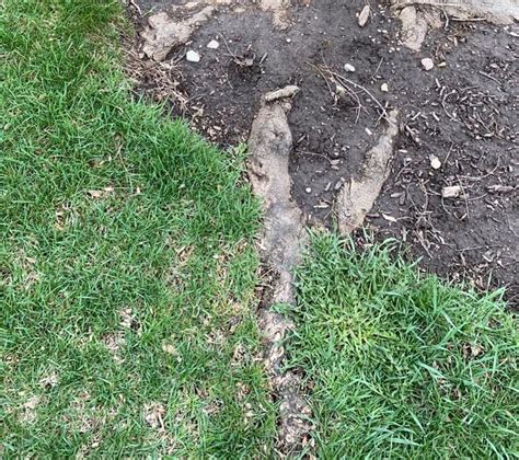 Top 10 Exposed Tree Roots Above The Ground