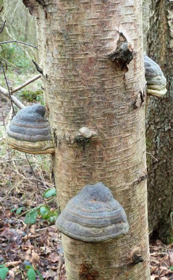 Hoof Fungus Or Tinder Bracket The Mushroom Diary Uk Wild Mushroom