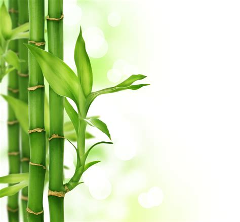 Bamboo Wallpapers Earth Hq Bamboo Pictures 4k Wallpapers 2019