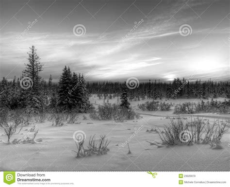 Snow Scene In Black And White Stock Photo Image 23020070