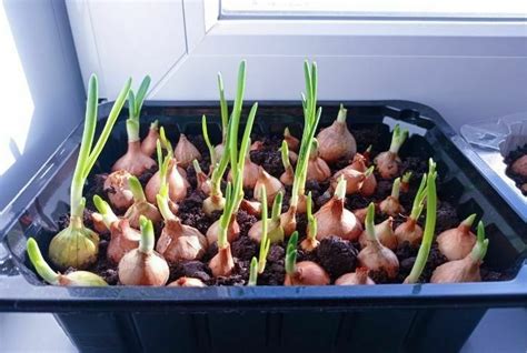 Growing Onions In Containers Gardening Fan