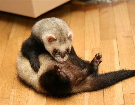 Male Ferret Grooming His Private Parts Dont Stare Ferrets