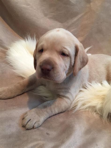 They have been raised with kids and love to be cuddled with: Labrador Retriever Puppies For Sale | Owosso, MI #181445