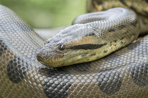 What Do Anacondas Eat Find The Surprising Truth About Their Diet