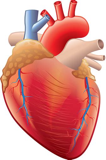 Human Heart Anatomy Isolated On White Vector Stock Illustration