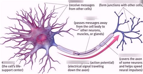 Basic Neuron Diagram