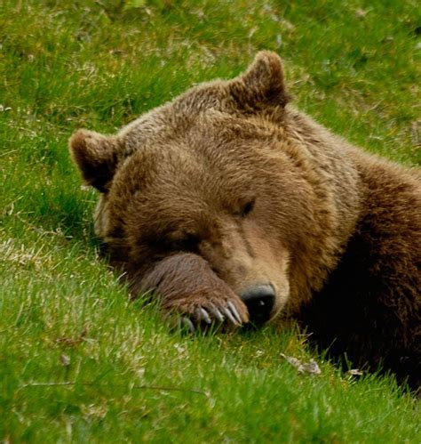 Sleeping Bear By René Lutz Nature Animals Animals And Pets Baby