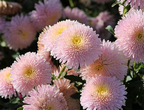 Chinese Asters Guide How To Grow And Care For Callistephus Chinensis