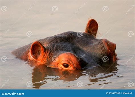 Closeup Shot Of The Head Of The Common Hippopotamus Lying In Water