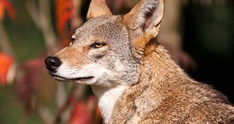 Dna Of Extinct Red Wolf Found In A Pack Of Wild Dogs In Texas