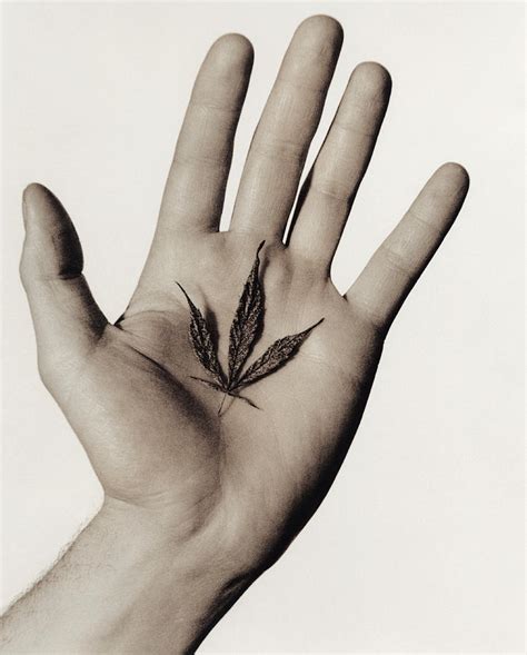 Cannabis Leaf In A Hand Photograph By Cristina Pedrazzini Fine Art America