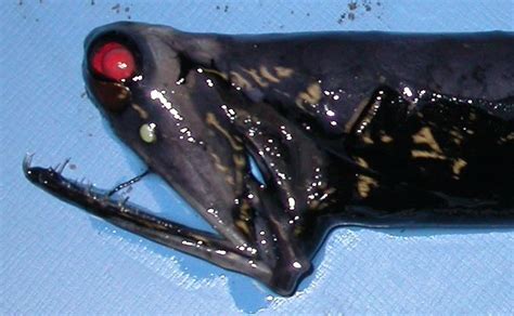 Impurests Guide To Animals 90 Hummingbird Bobtailed Squid
