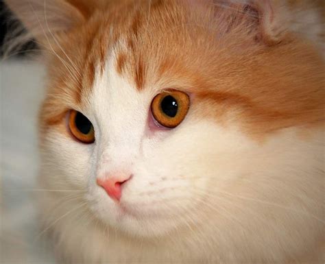 So please don't pass up that additional resource when looking for that perfect kitten for your family pet. Turkish Van Cat Closeup | Turkish van cats, Turkish van ...