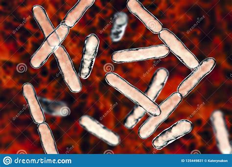Bacteria Bifidobacterium Gram Positive Anaerobic Rod