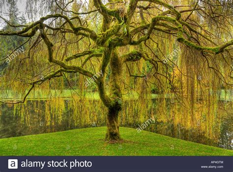 Golden Weeping Willow Tree In Garden At Bloedel Reserve