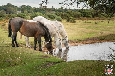 Visiter La New Forest Guide Voyage Angleterre A Kiss From Uk